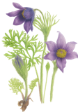pulsatilla transparant